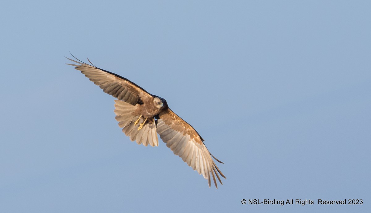 Western Marsh Harrier - ML526861641