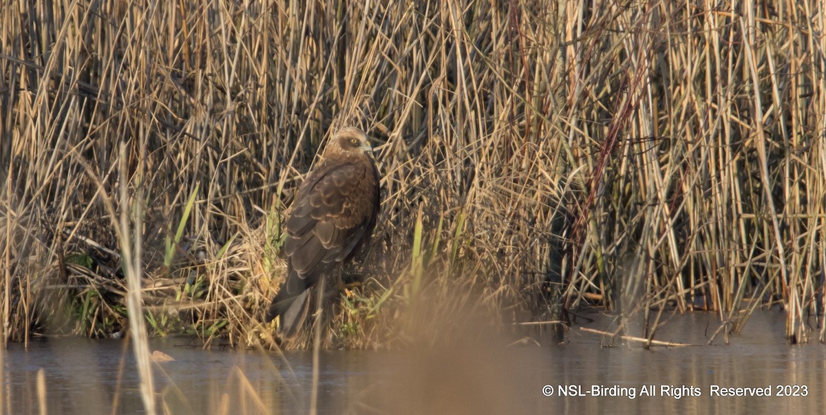Western Marsh Harrier - ML526861651