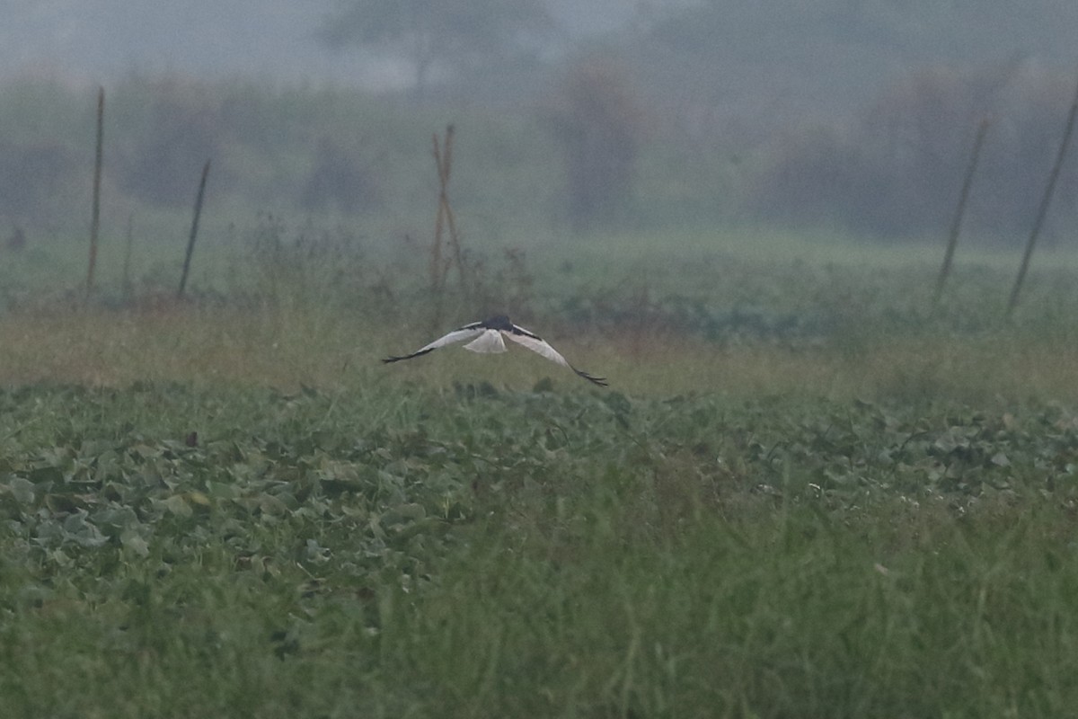 Pied Harrier - ML526861881