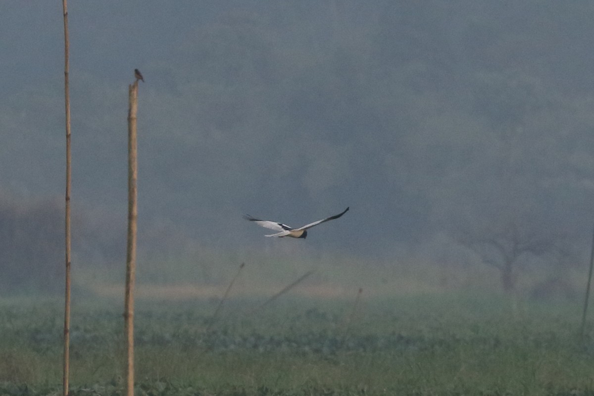 Pied Harrier - ML526861901