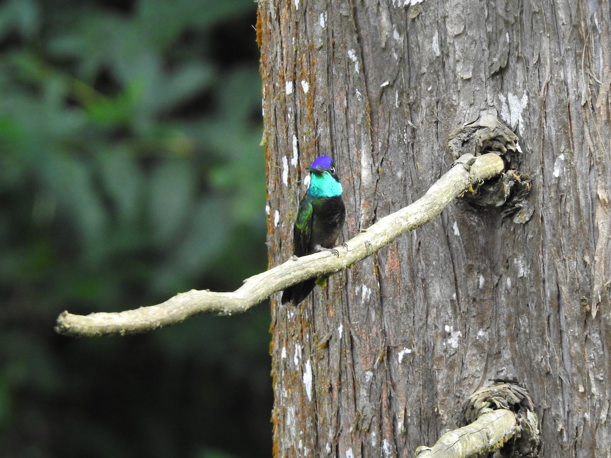 Rivoli's Hummingbird - Anna Stalcup