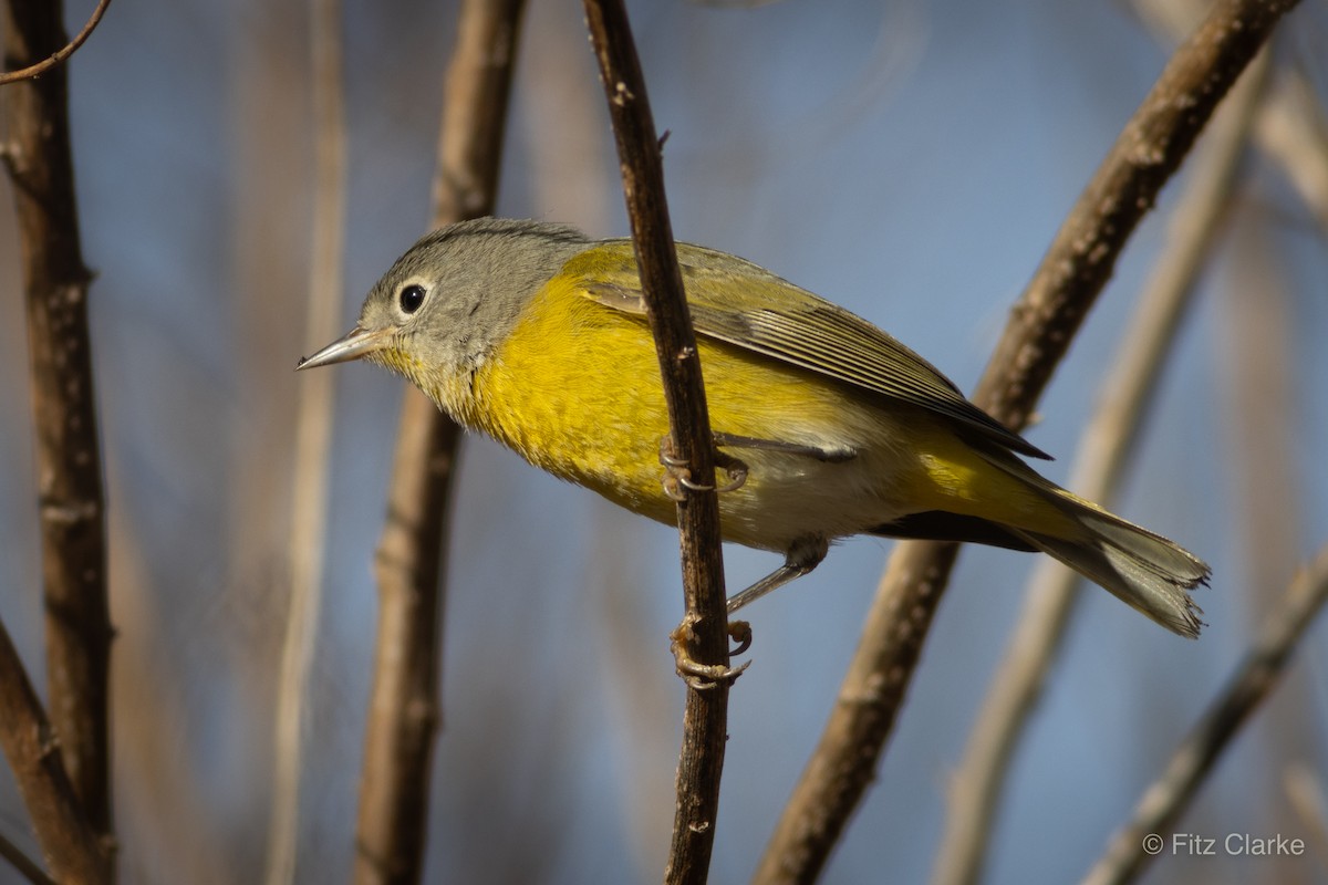 Nashville Warbler - Fitz Clarke