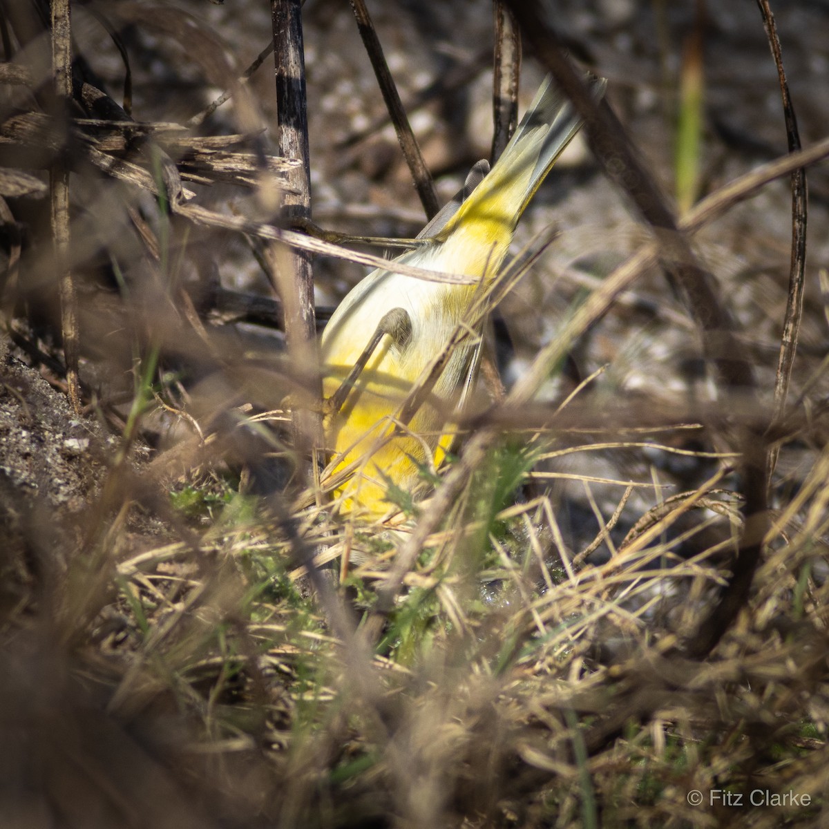 Nashville Warbler - ML526862671