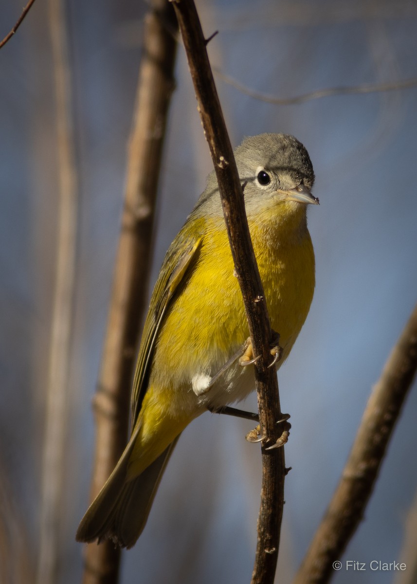 Nashville Warbler - Fitz Clarke