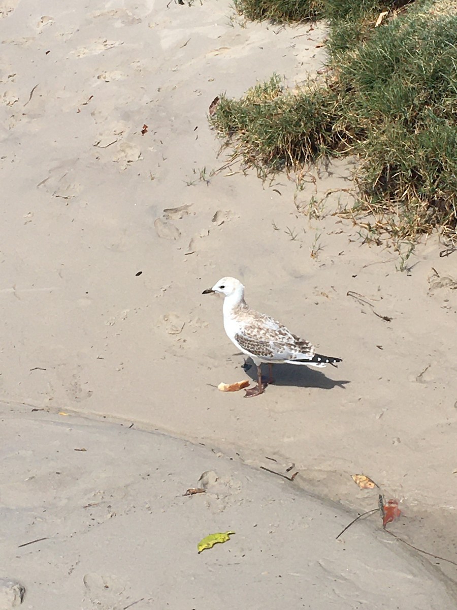 Gaviota Plateada - ML526863331