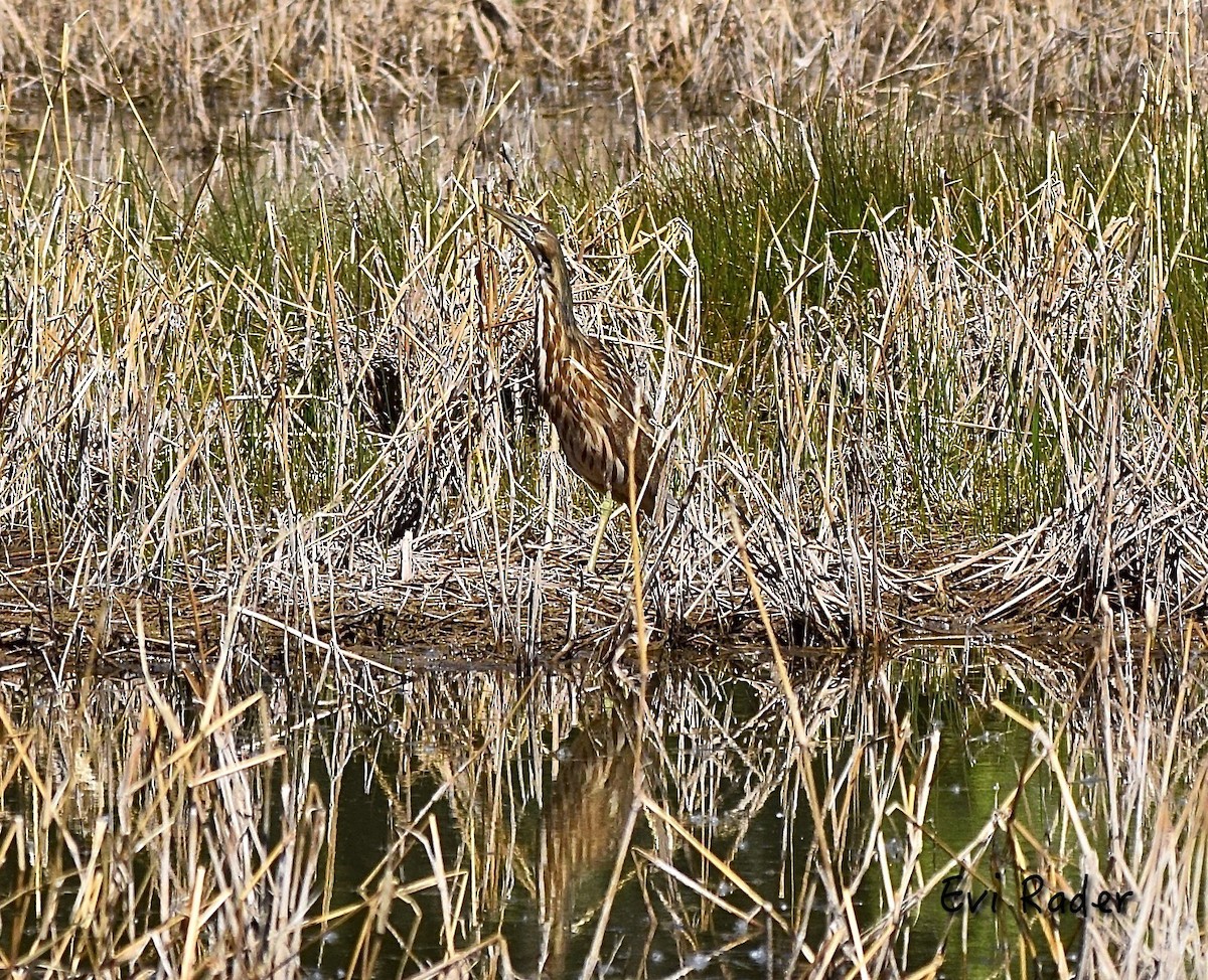 American Bittern - ML52686471