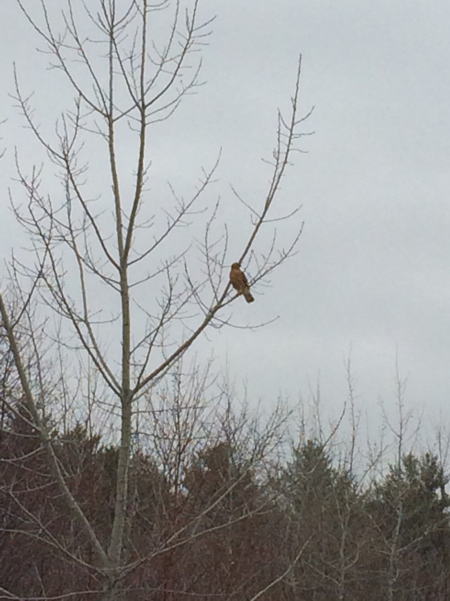 Red-shouldered Hawk - ML52686481