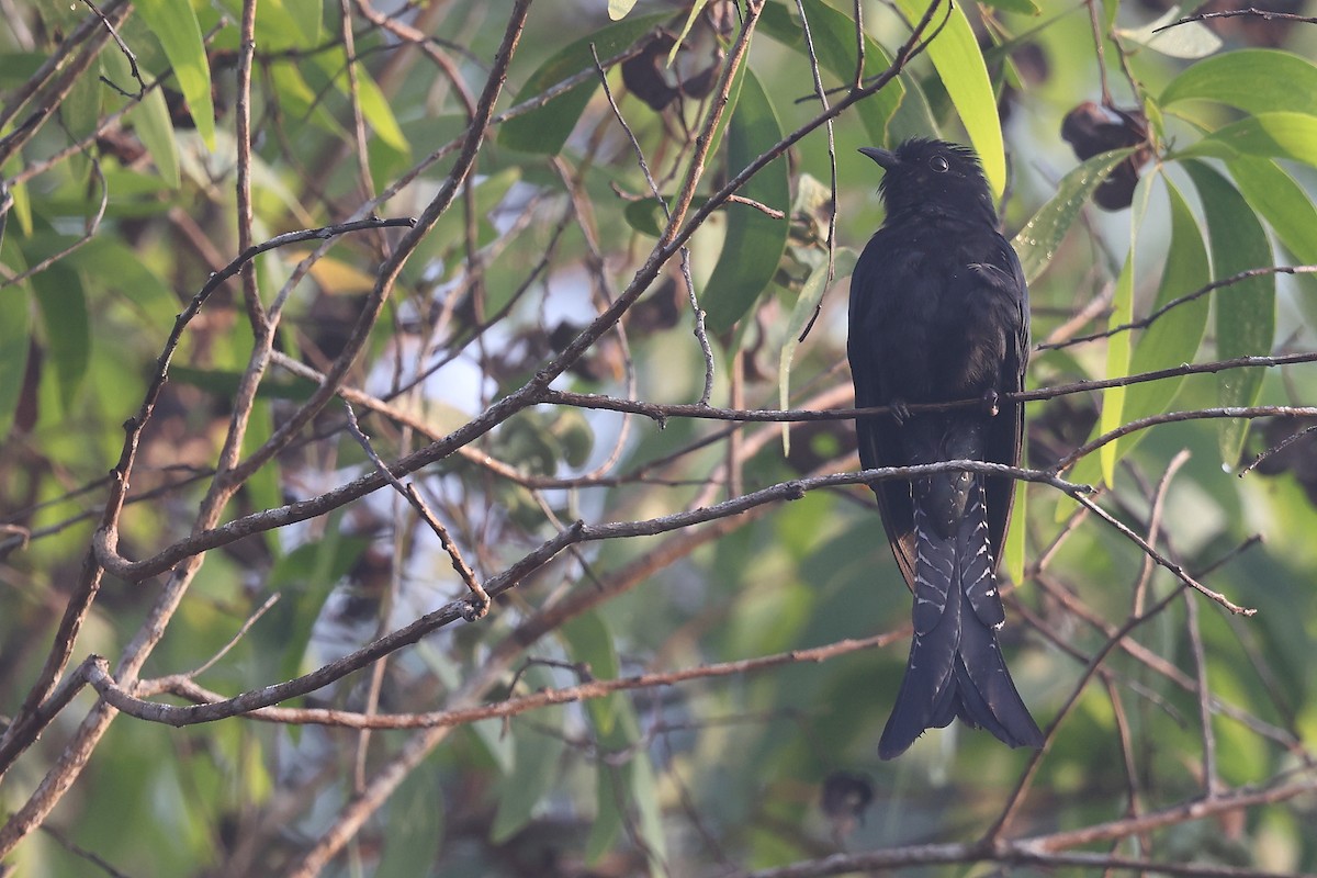 Fork-tailed Drongo-Cuckoo - Krishnan Sivasubramanian