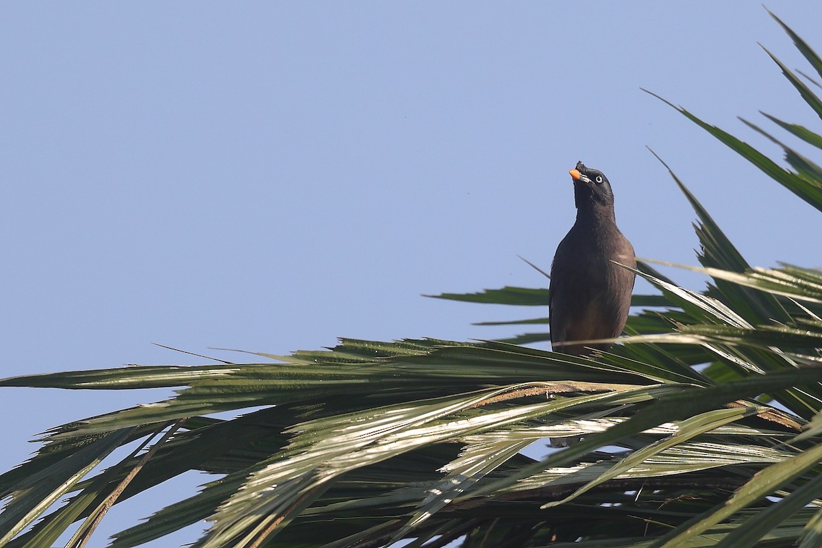 Jungle Myna - ML526865431