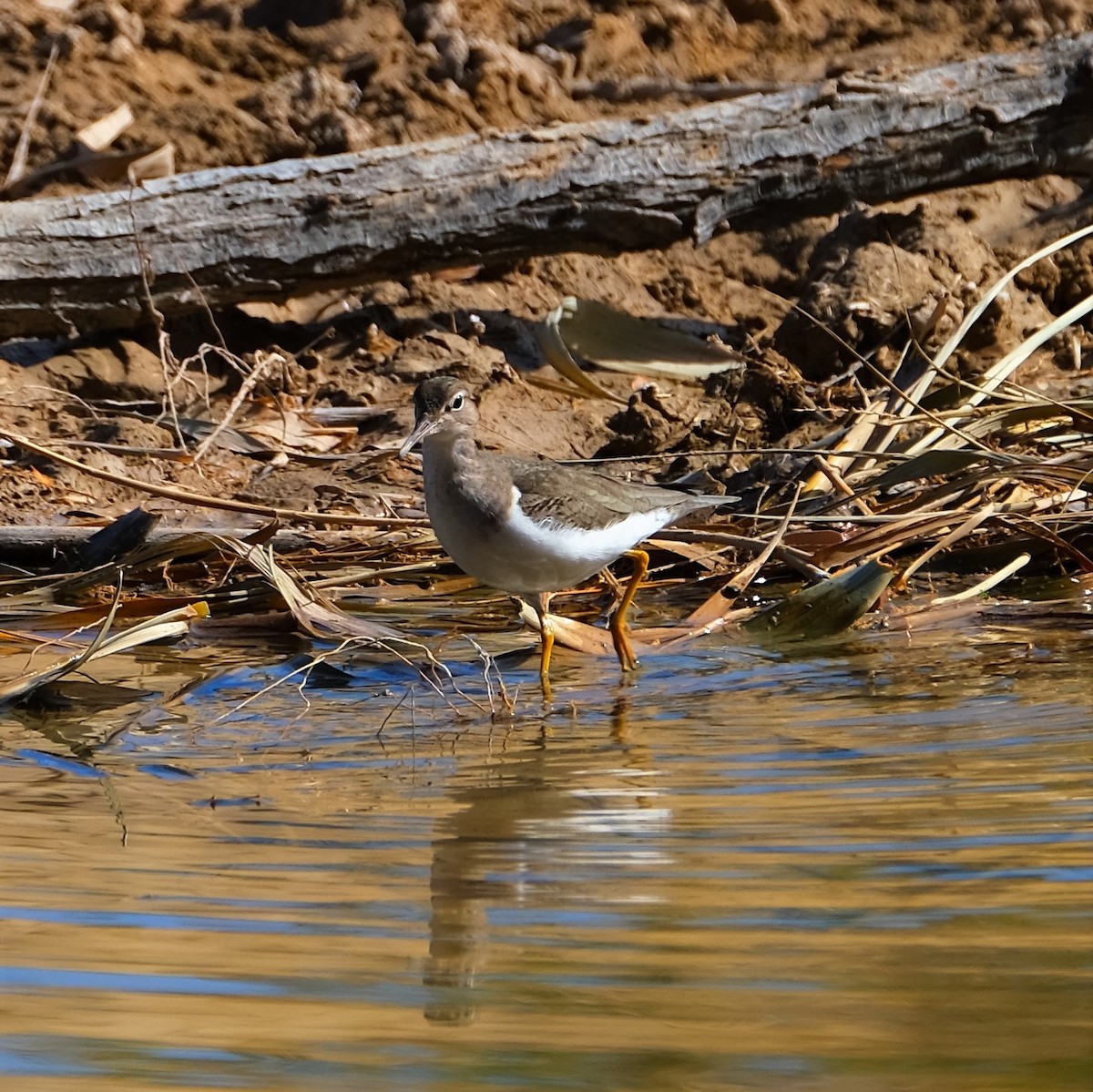 Spotted Sandpiper - ML526865731