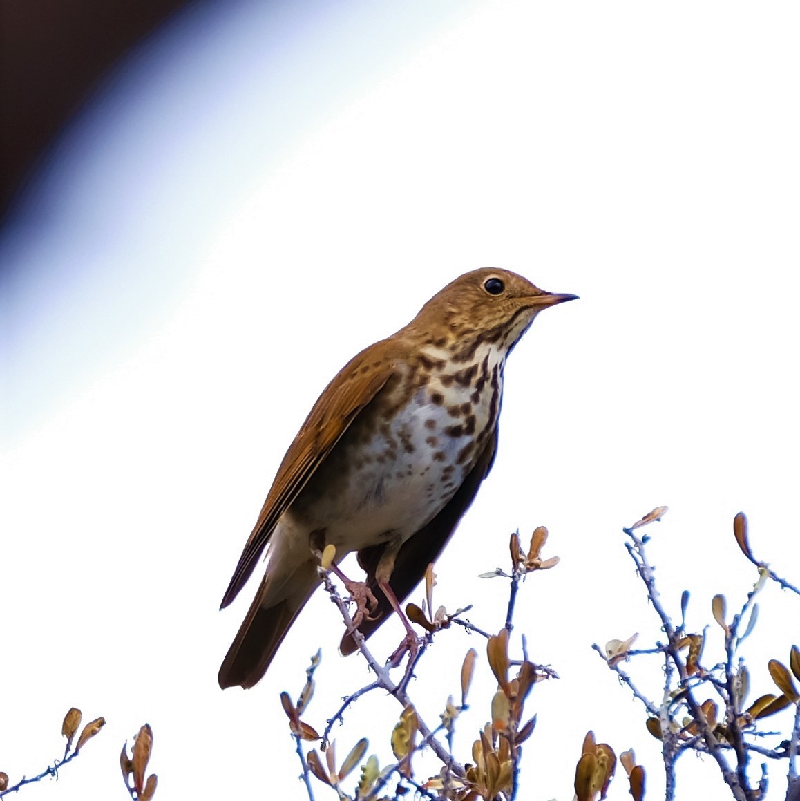 Hermit Thrush - ML526866221