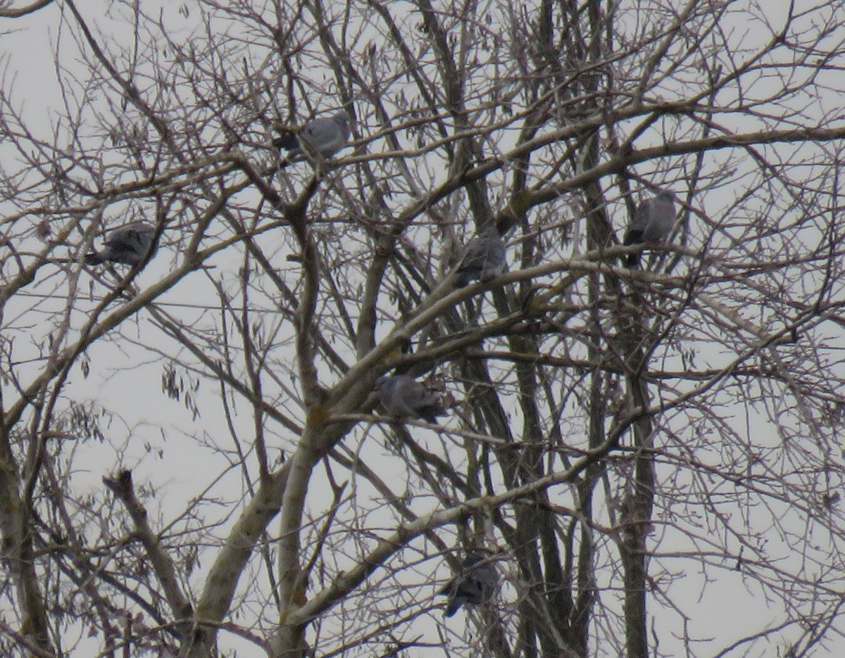 Stock Dove - ML526867621