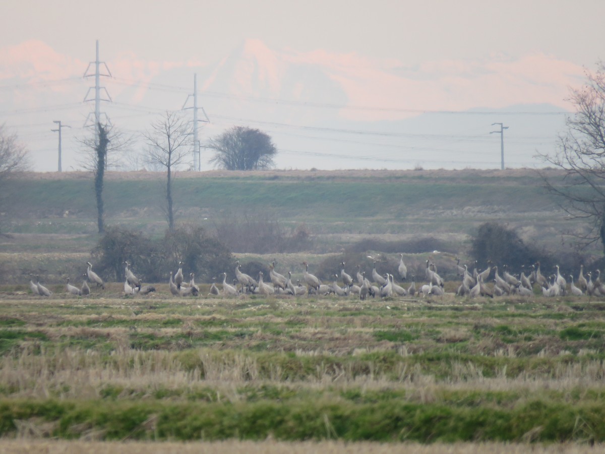 Common Crane - Andres J.S. Carrasco