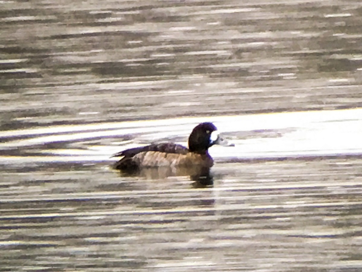 Greater Scaup - ML52686791
