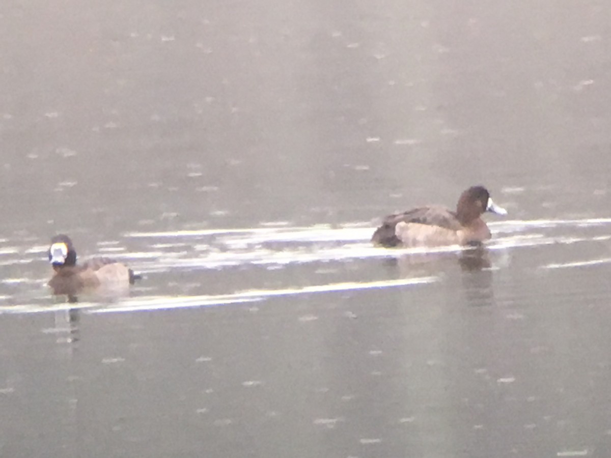 Greater Scaup - ML52686801