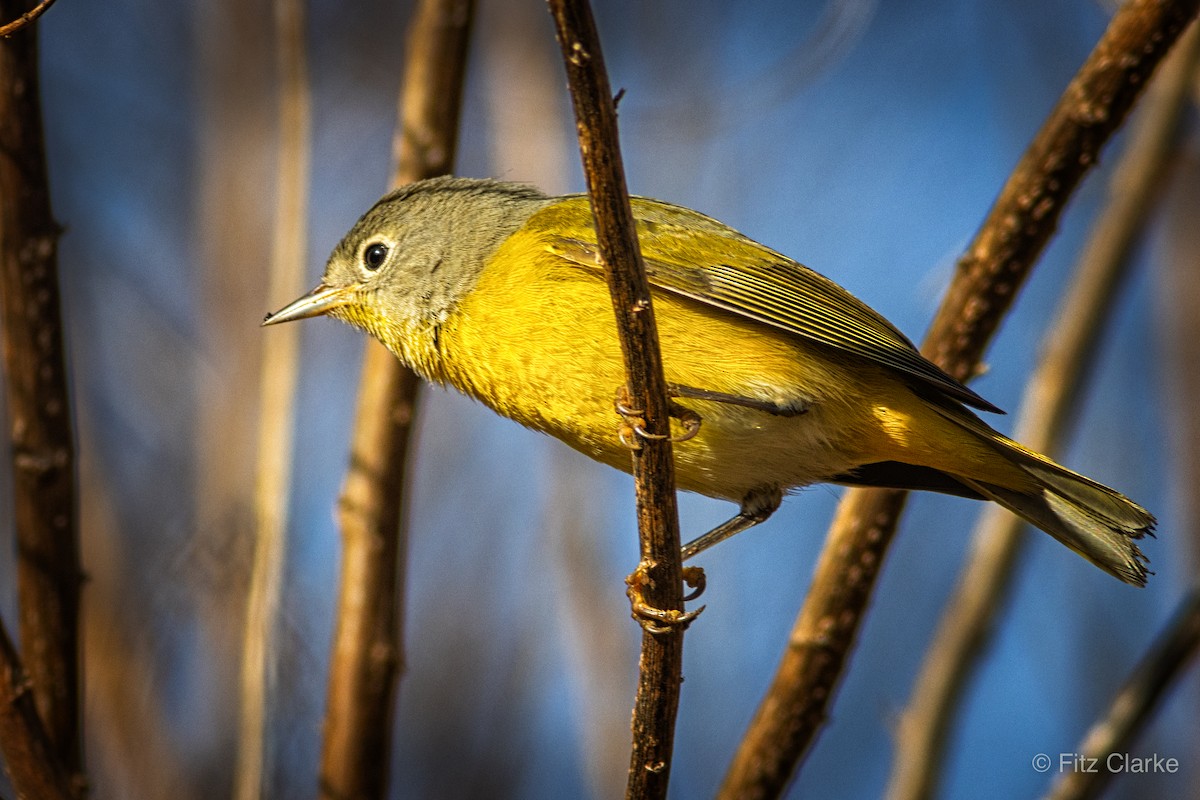 Nashville Warbler - Fitz Clarke