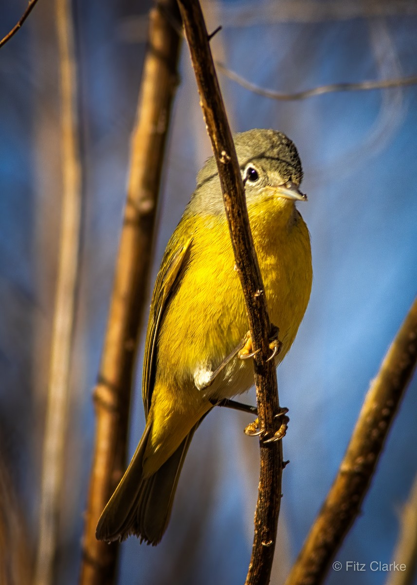 Nashville Warbler - Fitz Clarke