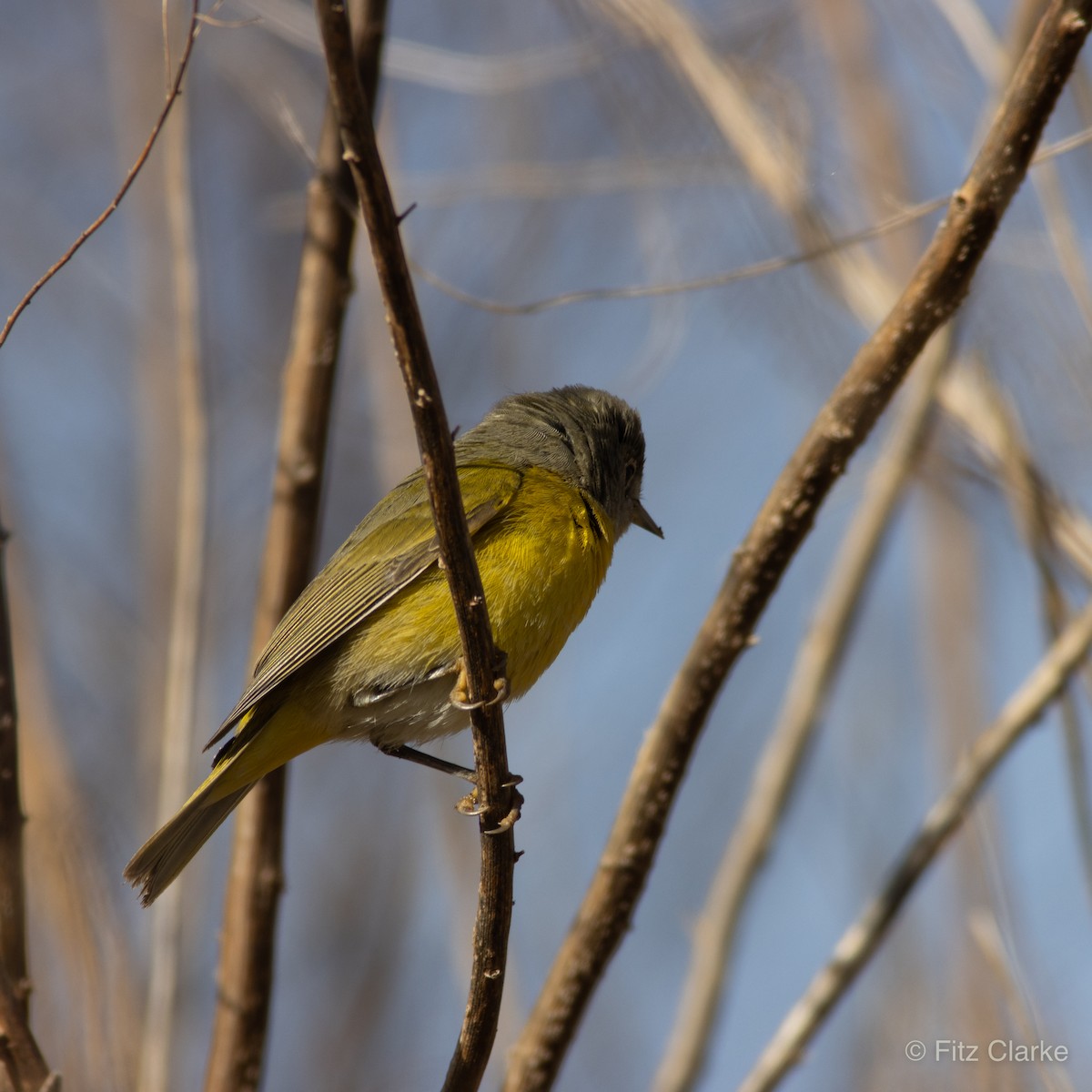 Nashville Warbler - Fitz Clarke