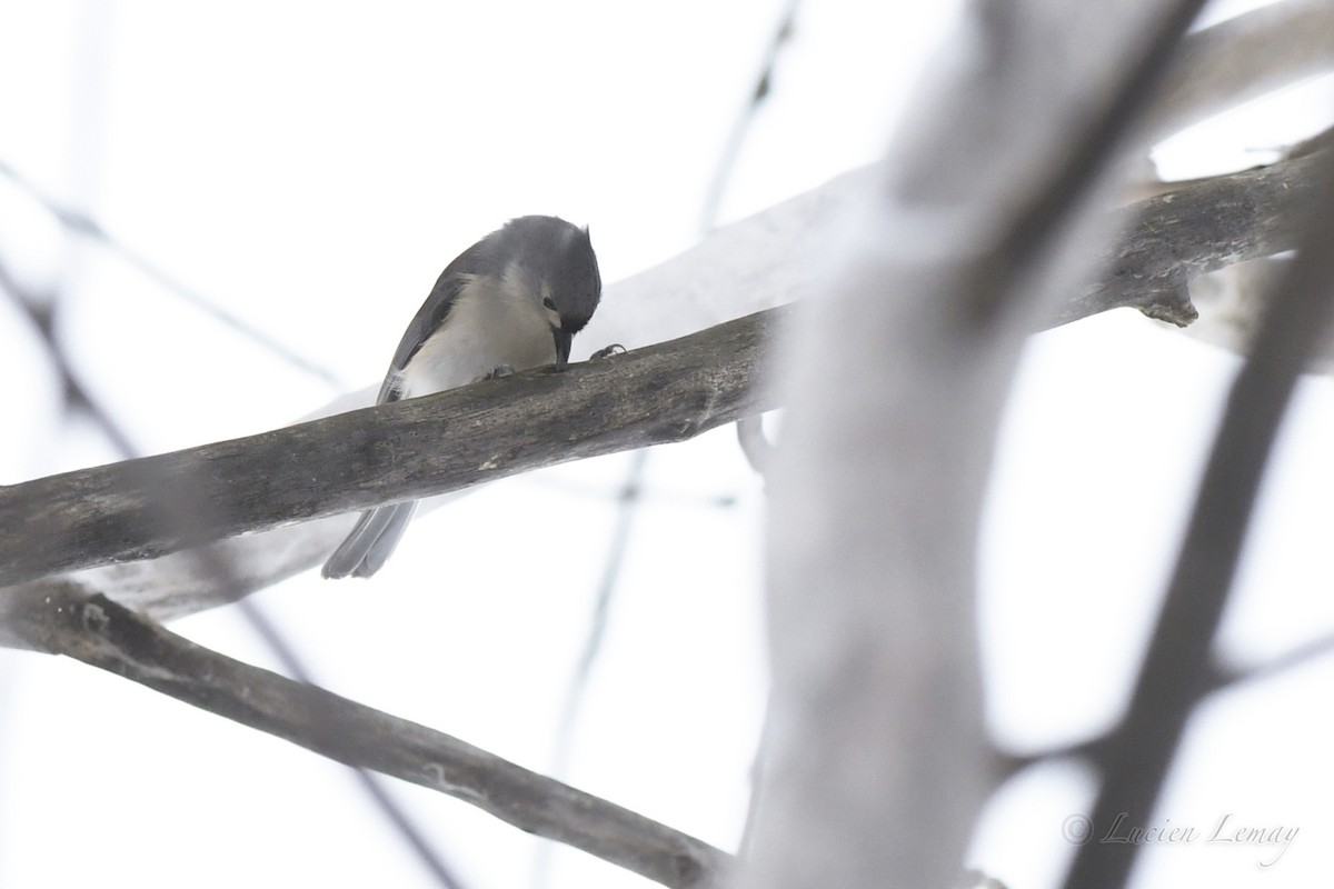 Tufted Titmouse - Lucien Lemay