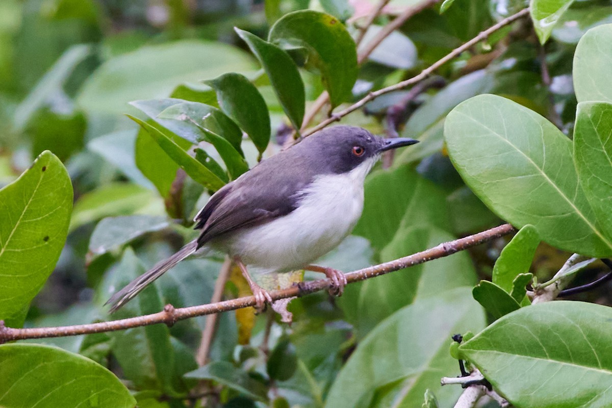 Black-headed Apalis - Oliver Kell