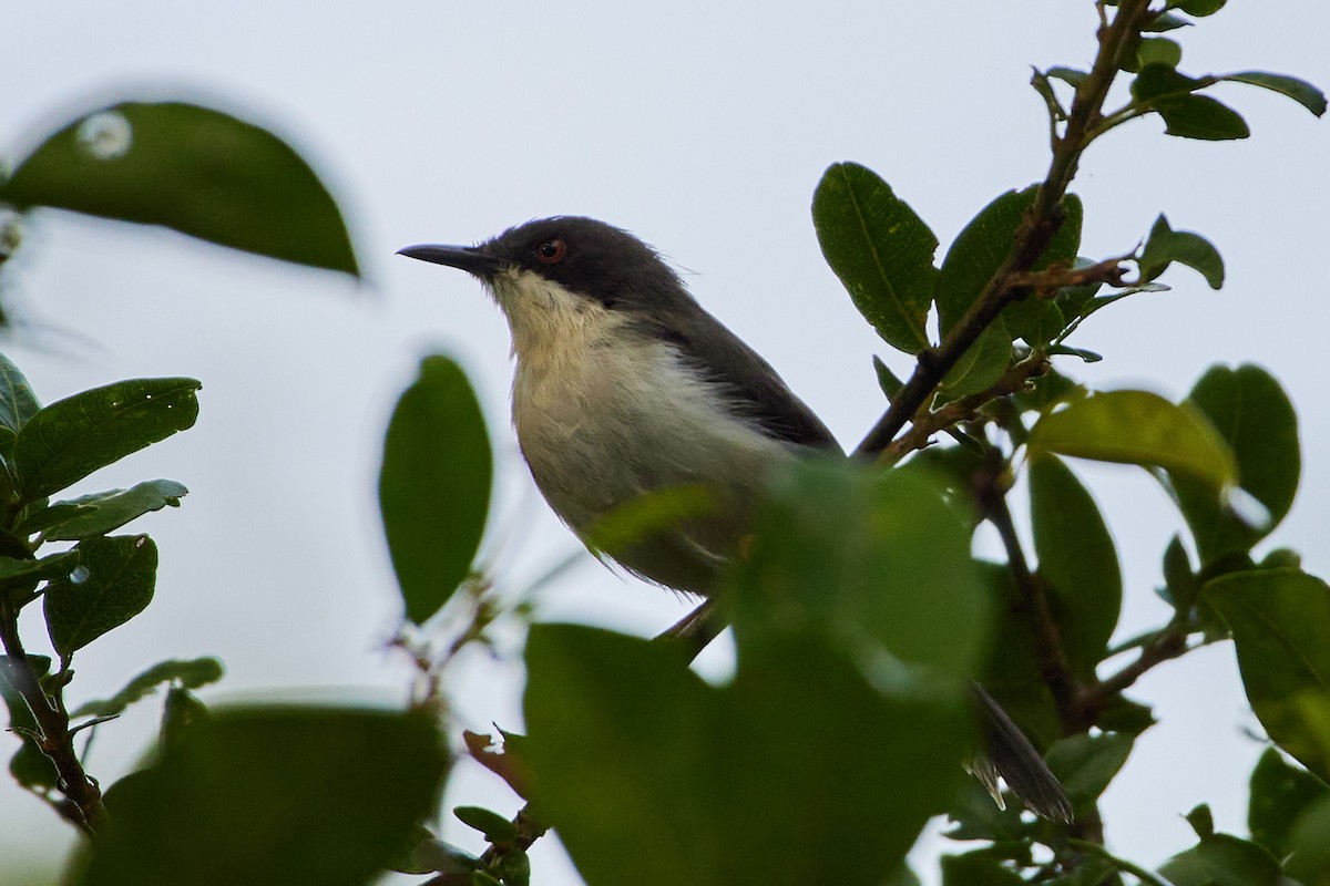 Black-headed Apalis - ML526869871