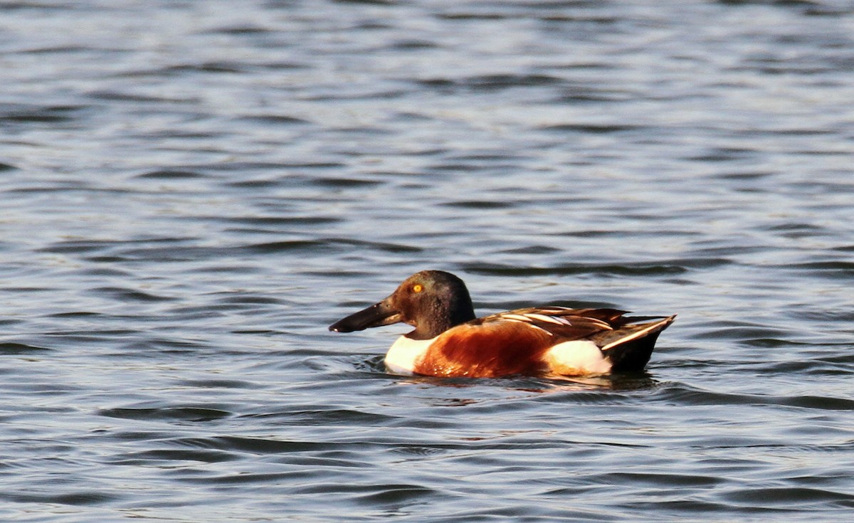 Northern Shoveler - ML526870201