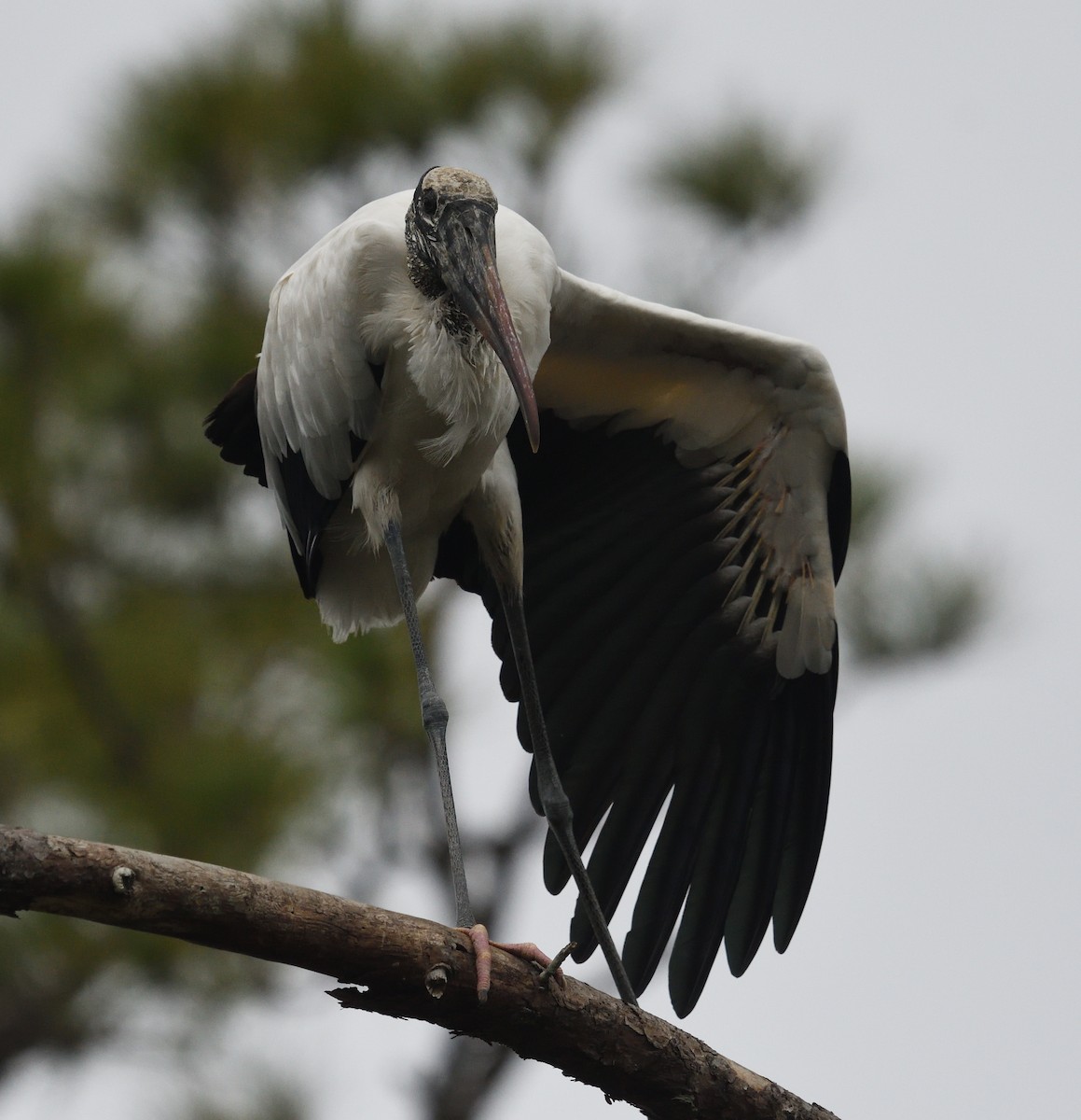 Wood Stork - ML526870391