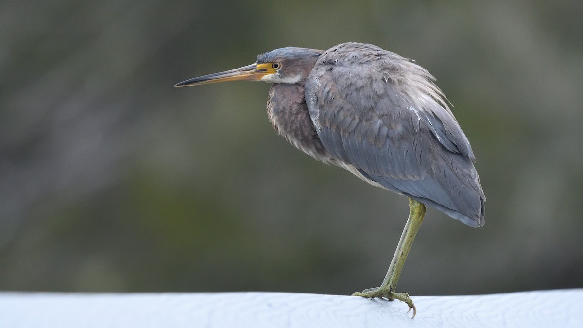 Tricolored Heron - Shane Carroll