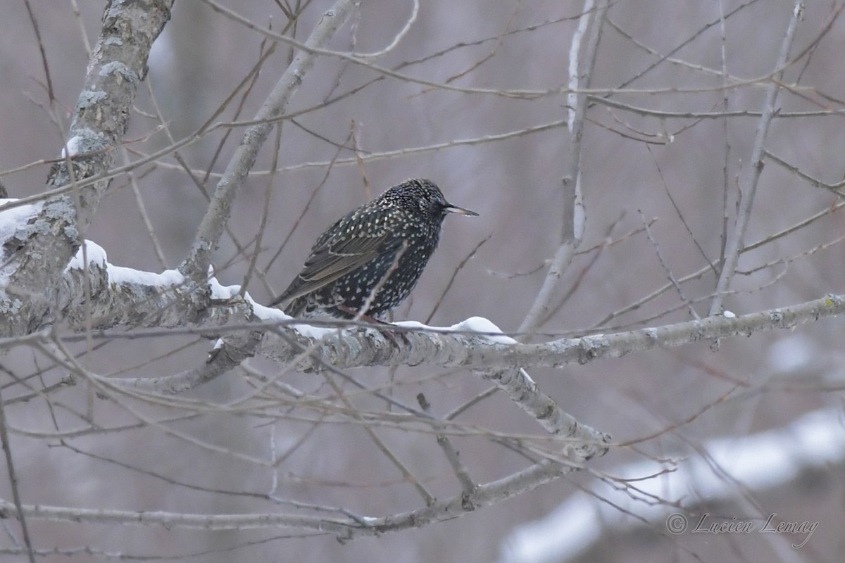 European Starling - Lucien Lemay