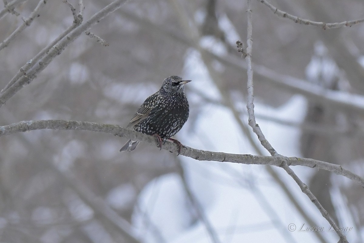 European Starling - ML526870691