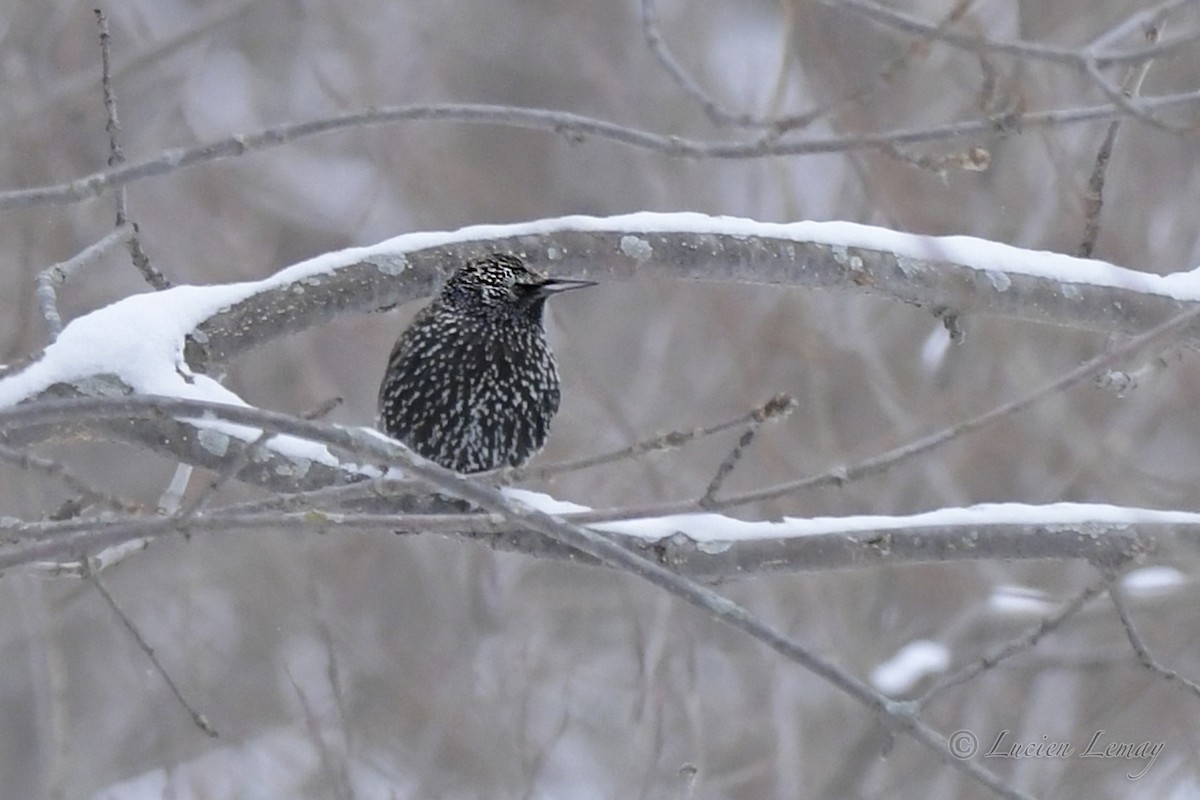 European Starling - ML526870971