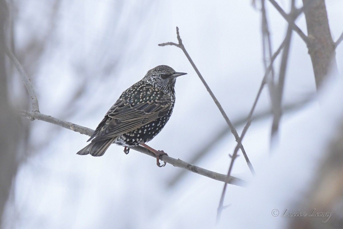 European Starling - ML526871131