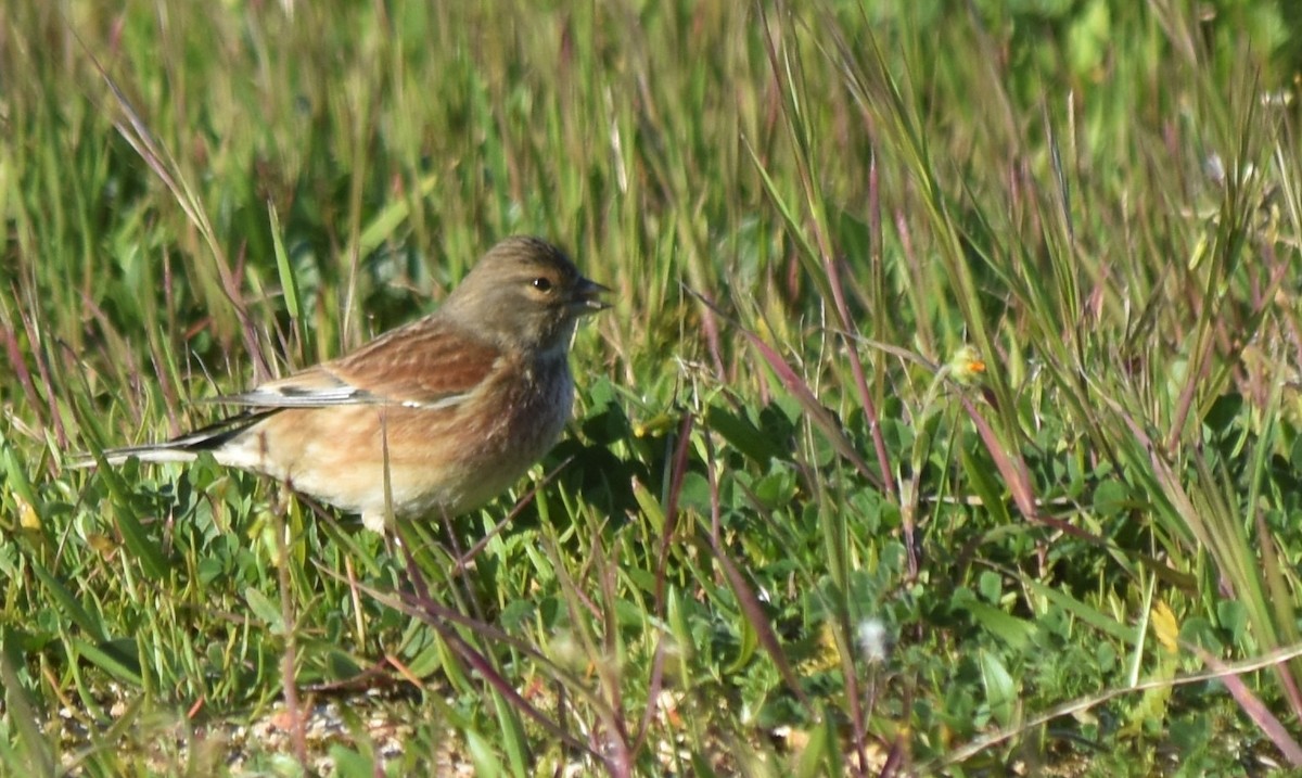 Eurasian Linnet - ML526872961