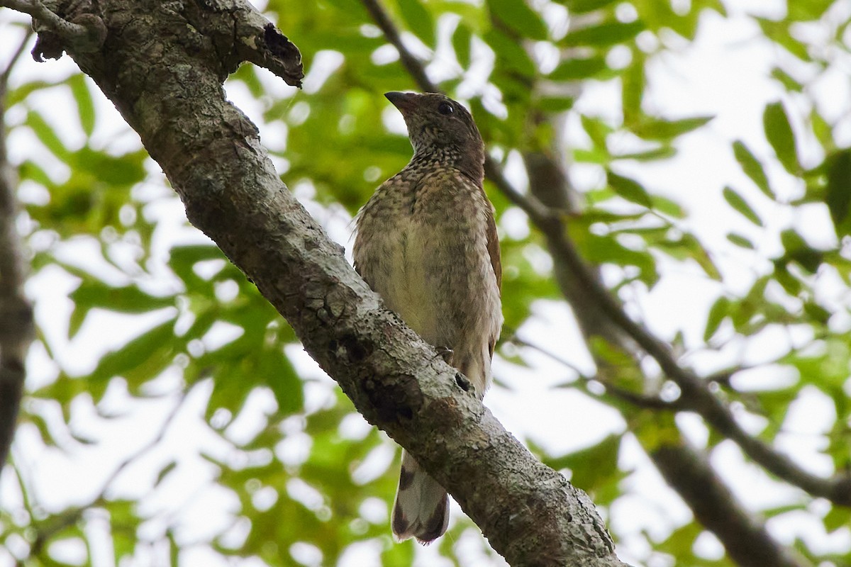 Scaly-throated Honeyguide - Oliver Kell