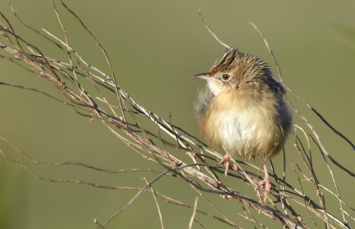 Zitting Cisticola - ML526873711