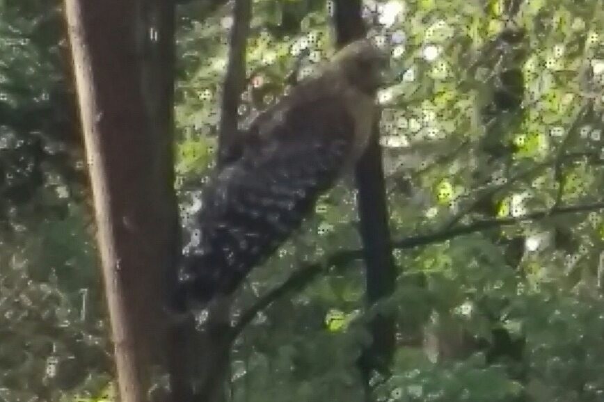 Red-shouldered Hawk - ML52687401