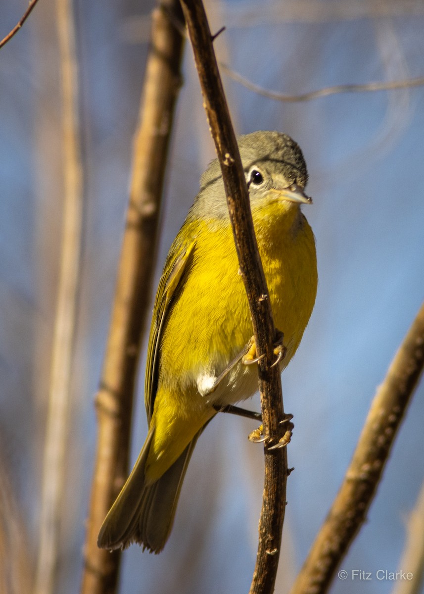 Nashville Warbler - Fitz Clarke