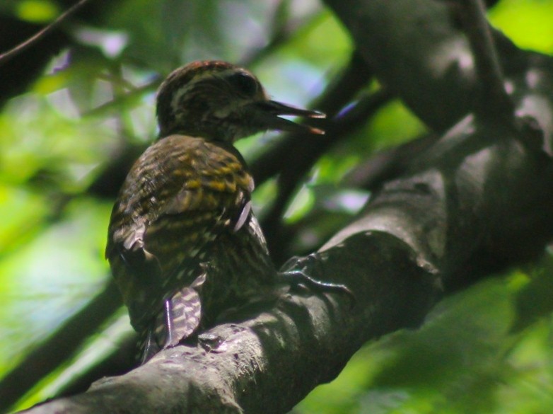 White-spotted Woodpecker - Enéas Junior