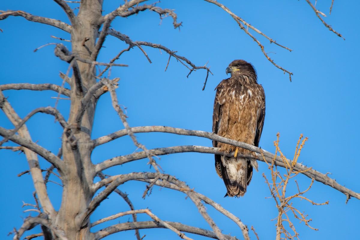 Weißkopf-Seeadler - ML526876501