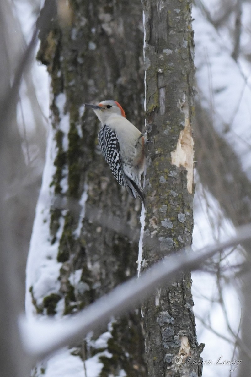 Red-bellied Woodpecker - ML526877241