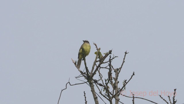 Golden-crowned Flycatcher - ML526877311