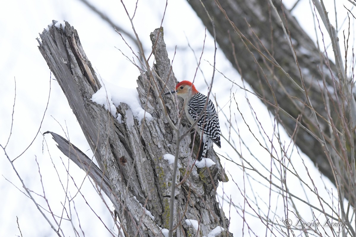 Red-bellied Woodpecker - ML526877801