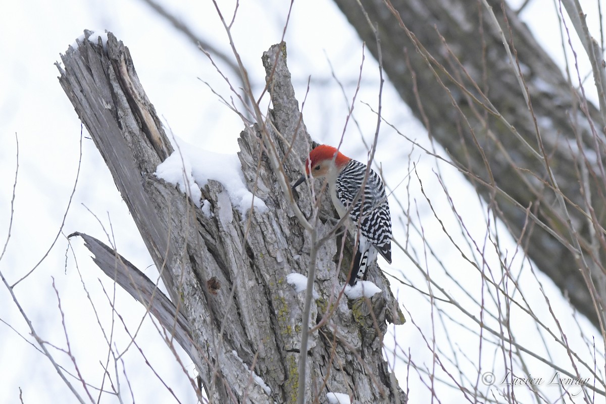 Red-bellied Woodpecker - ML526877941