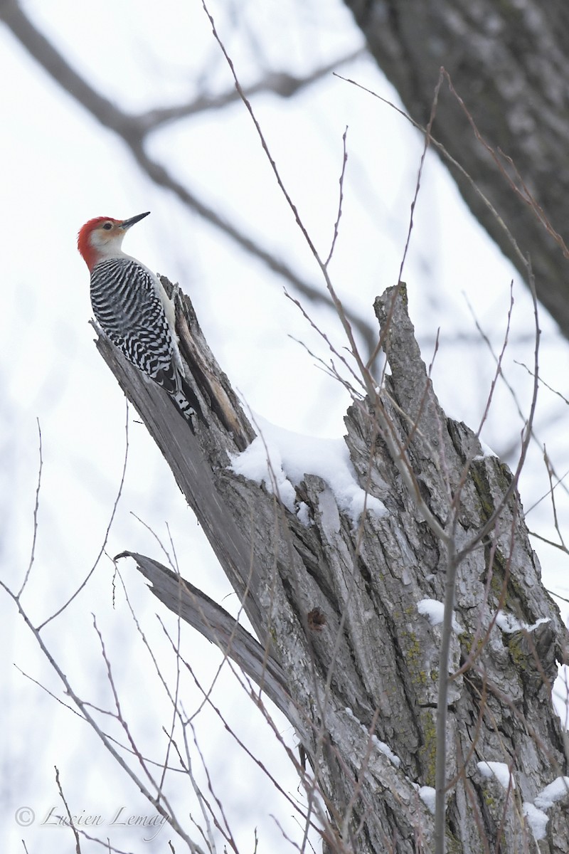 Red-bellied Woodpecker - ML526878101