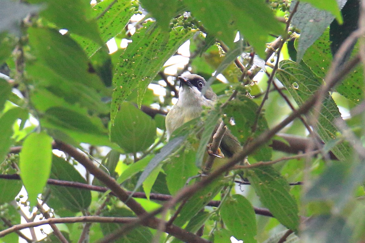 Mindanao White-eye - Yung-Kuan Lee