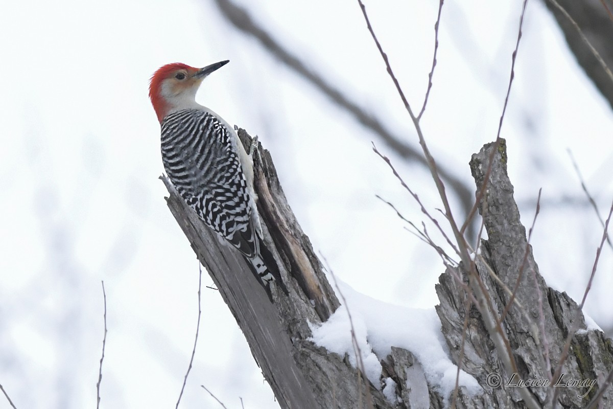 Red-bellied Woodpecker - ML526878281