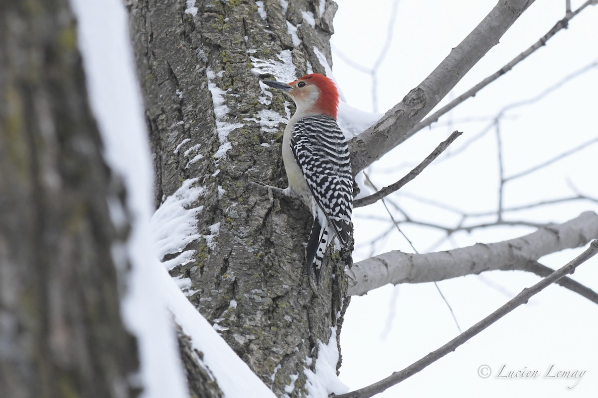 Red-bellied Woodpecker - ML526878501