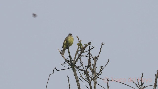 Golden-crowned Flycatcher - ML526878641