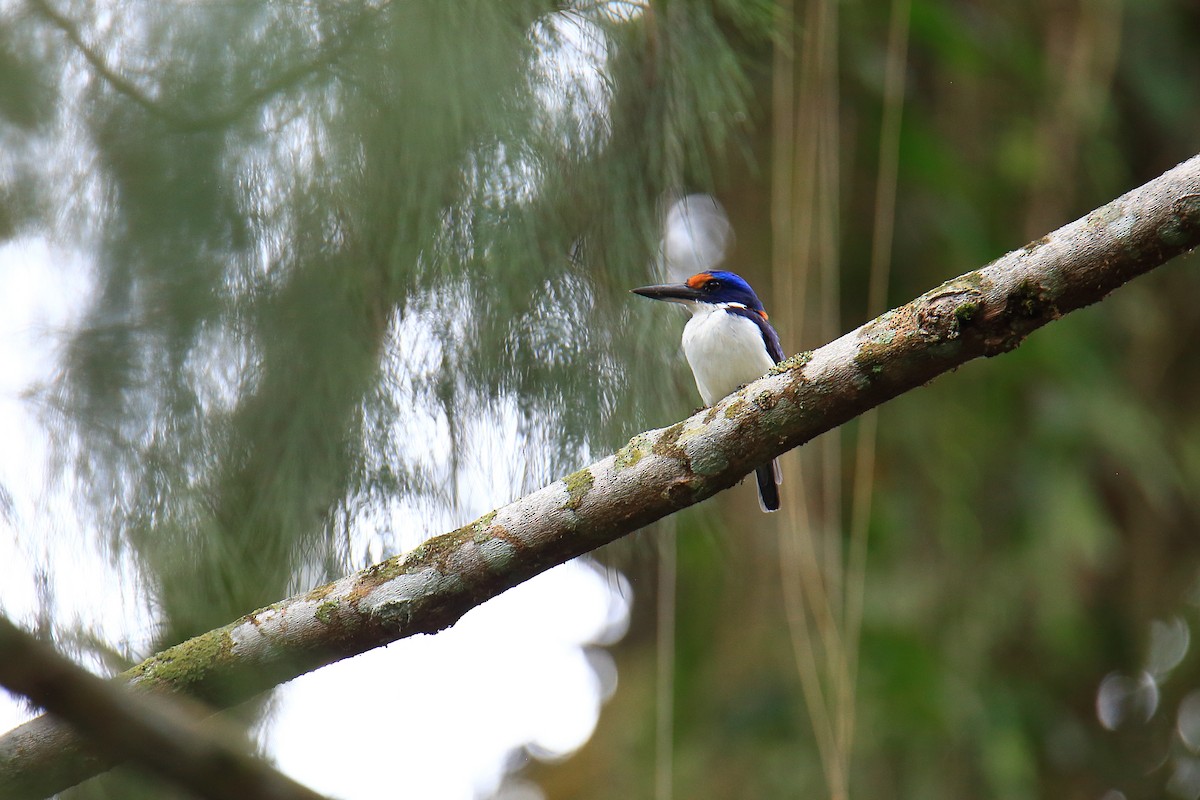 Rufous-lored Kingfisher - ML526878871