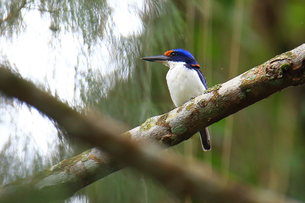 Rufous-lored Kingfisher - ML526878901